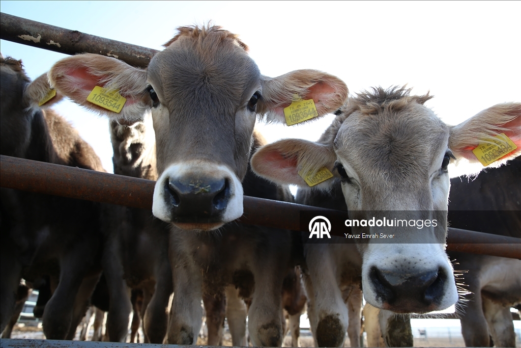 Anadolu Tarım İşletmesi, damızlık sığır yetiştiriciliğiyle de hayvancılığa katkı sunuyor