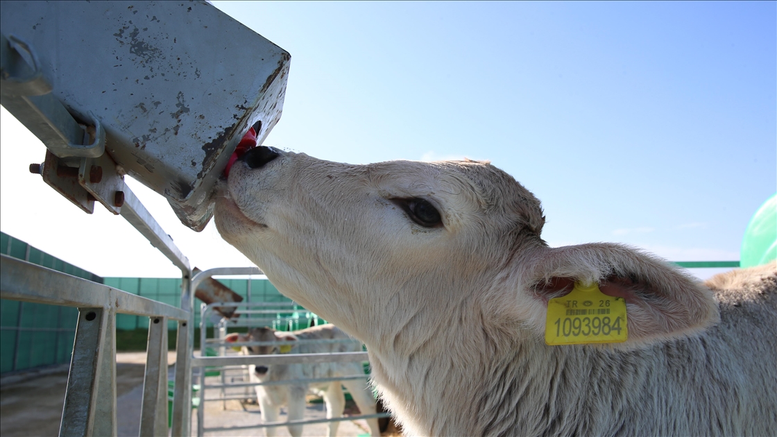  Anadolu Tarım İşletmesi, damızlık sığır yetiştiriciliğiyle de hayvancılığa katkı sunuyor