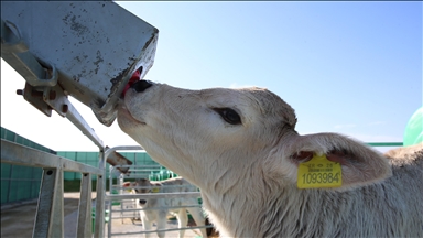  Anadolu Tarım İşletmesi, damızlık sığır yetiştiriciliğiyle de hayvancılığa katkı sunuyor