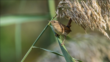 Çıtkuşları kış aylarında deniz seviyesine iniyor