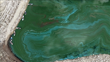 Suları çekilen Manisa'daki Demirköprü Barajı yosunla kaplandı