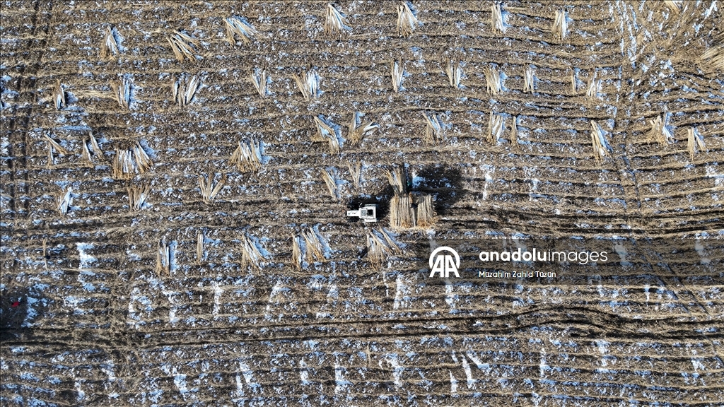 Soğuk havaya rağmen Sultan Sazlığı'nda kamış hasadı yapıyorlar