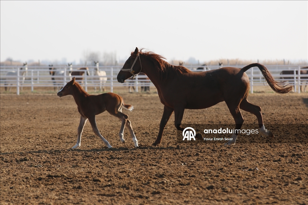 Anadolu Tarım İşletmesi'nde yetiştirilen taylardan 120'sinin bu yıl satılması planlanıyor