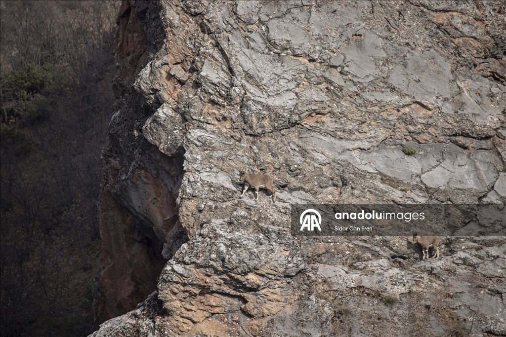 Фотографы и документалисты отслеживают диких козлов в сельской местности Тунджели