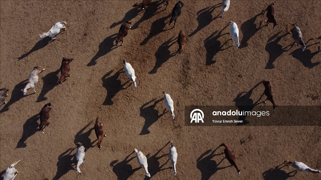 Anadolu Tarım İşletmesi'nde yetiştirilen taylardan 120'sinin bu yıl satılması planlanıyor