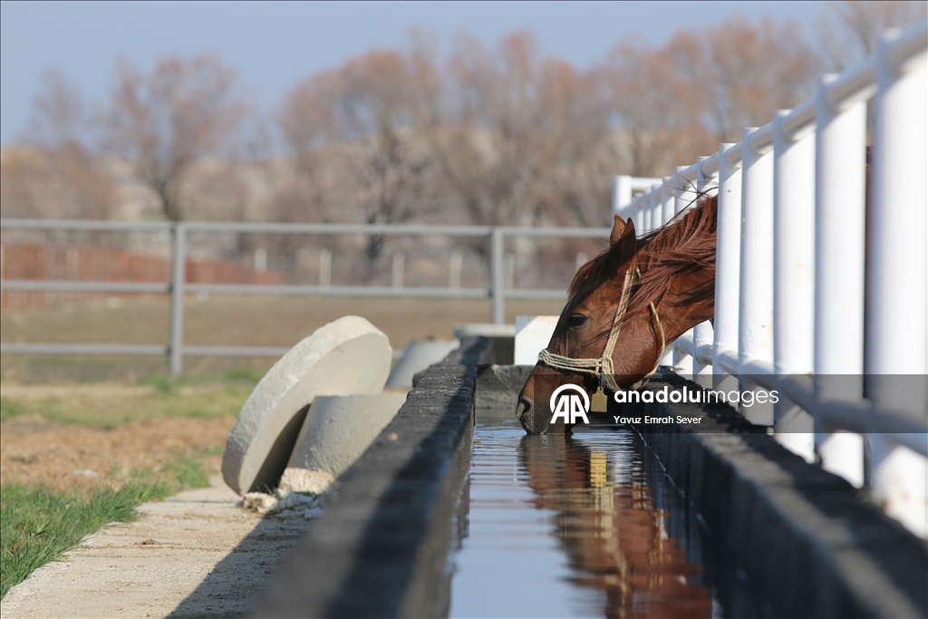 Anadolu Tarım İşletmesi'nde yetiştirilen taylardan 120'sinin bu yıl satılması planlanıyor