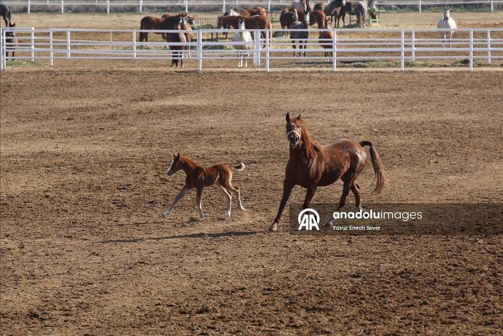 Anadolu Tarım İşletmesi'nde yetiştirilen taylardan 120'sinin bu yıl satılması planlanıyor