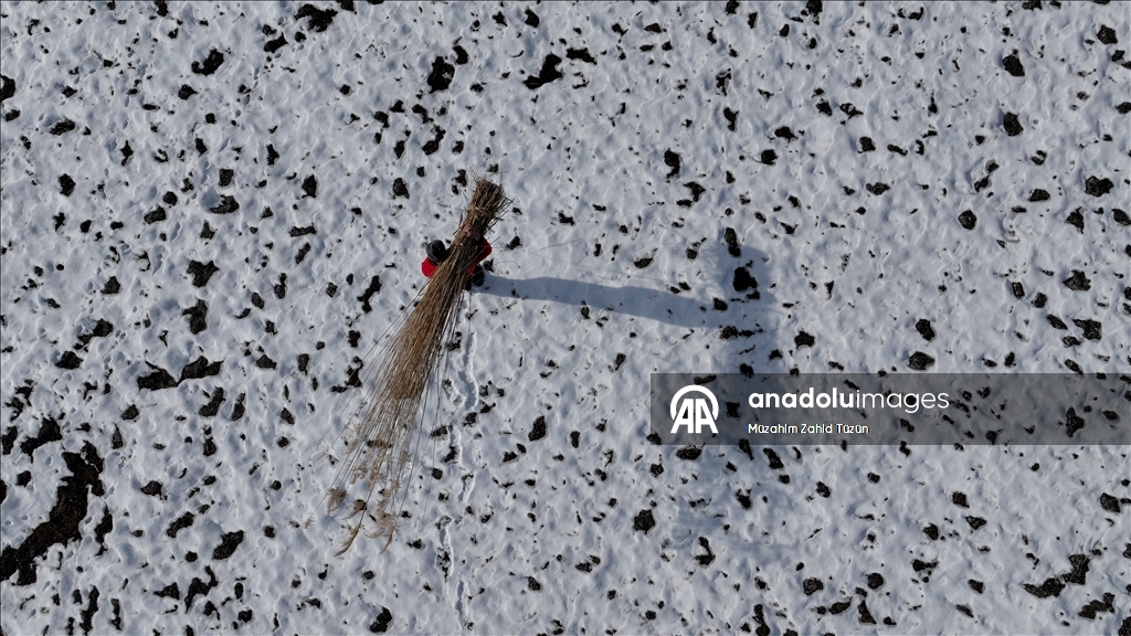 Soğuk havaya rağmen Sultan Sazlığı'nda kamış hasadı yapıyorlar