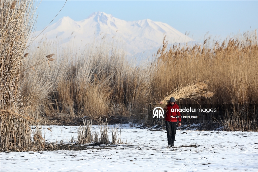 Soğuk havaya rağmen Sultan Sazlığı'nda kamış hasadı yapıyorlar