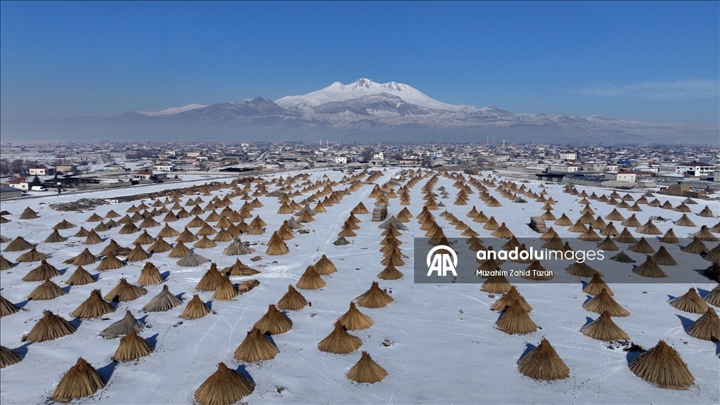 Soğuk havaya rağmen Sultan Sazlığı'nda kamış hasadı yapıyorlar