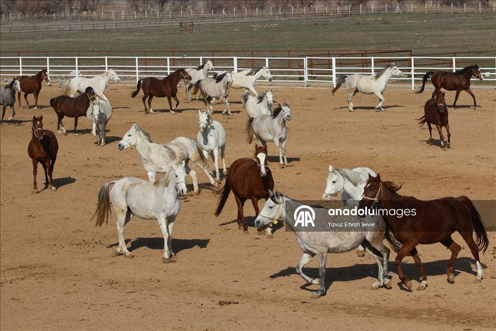 Anadolu Tarım İşletmesi'nde yetiştirilen taylardan 120'sinin bu yıl satılması planlanıyor