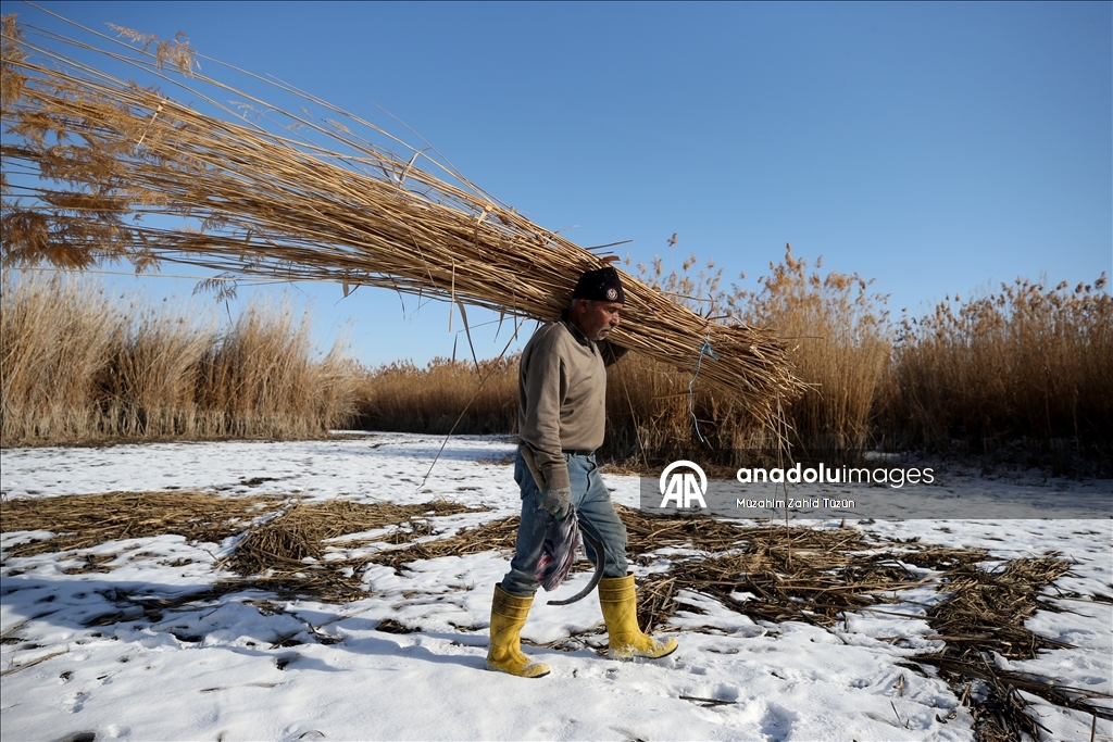 Soğuk havaya rağmen Sultan Sazlığı'nda kamış hasadı yapıyorlar