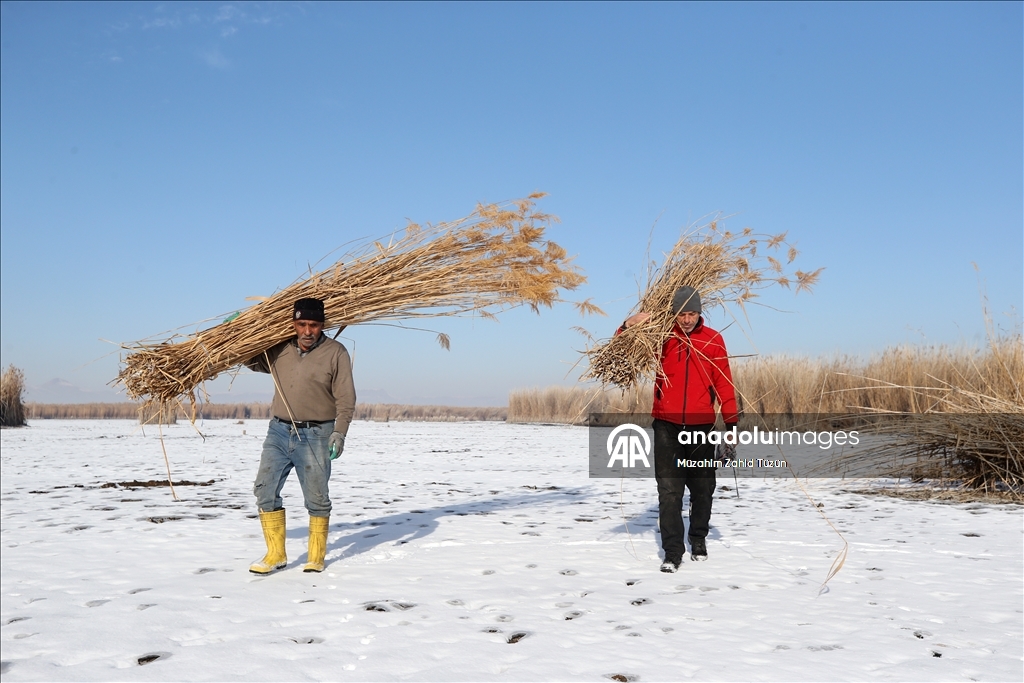 Soğuk havaya rağmen Sultan Sazlığı'nda kamış hasadı yapıyorlar