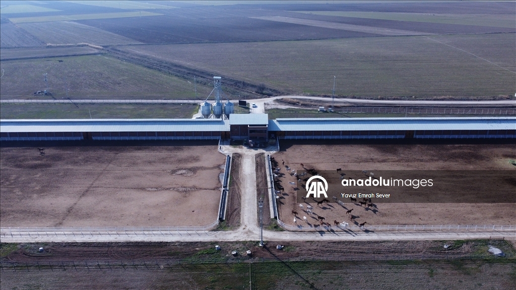 Anadolu Tarım İşletmesi'nde yetiştirilen taylardan 120'sinin bu yıl satılması planlanıyor