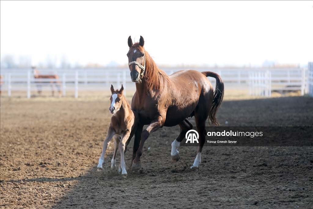 Anadolu Tarım İşletmesi'nde yetiştirilen taylardan 120'sinin bu yıl satılması planlanıyor
