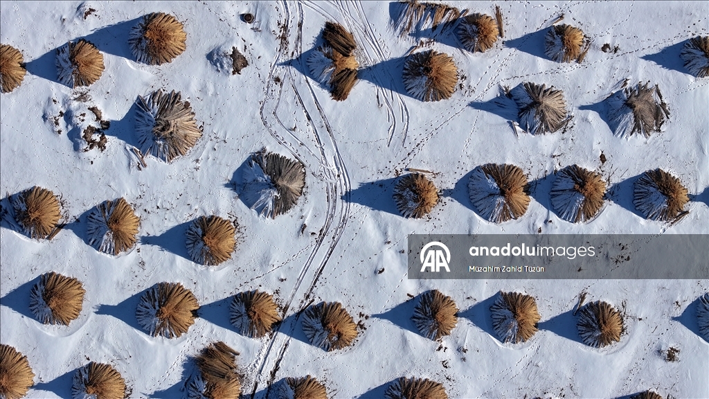 Soğuk havaya rağmen Sultan Sazlığı'nda kamış hasadı yapıyorlar