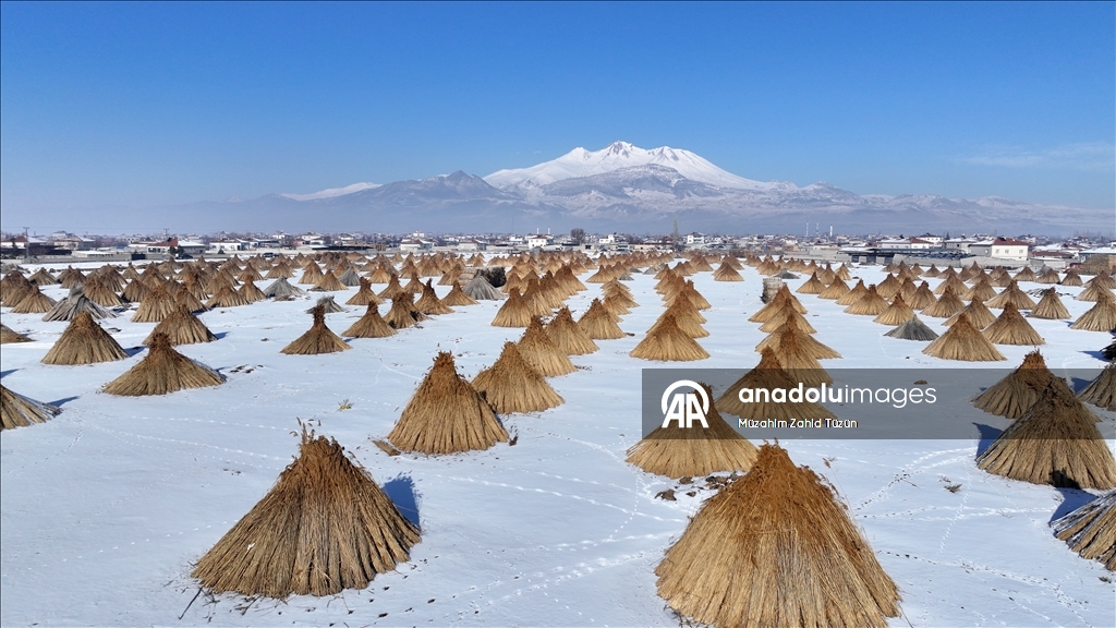 Soğuk havaya rağmen Sultan Sazlığı'nda kamış hasadı yapıyorlar