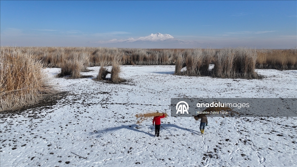 Soğuk havaya rağmen Sultan Sazlığı'nda kamış hasadı yapıyorlar