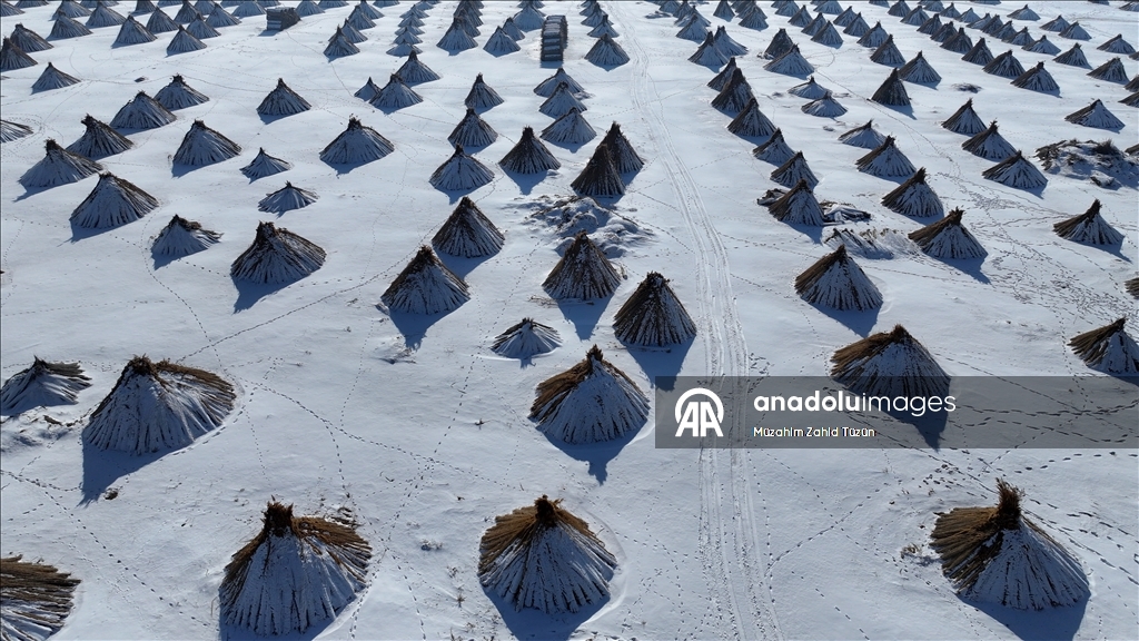 Soğuk havaya rağmen Sultan Sazlığı'nda kamış hasadı yapıyorlar