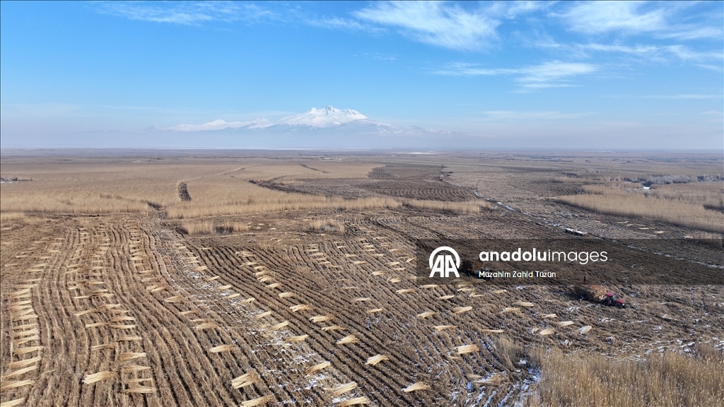 Soğuk havaya rağmen Sultan Sazlığı'nda kamış hasadı yapıyorlar