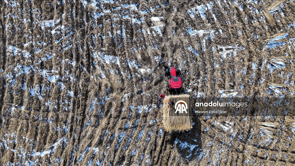 Soğuk havaya rağmen Sultan Sazlığı'nda kamış hasadı yapıyorlar
