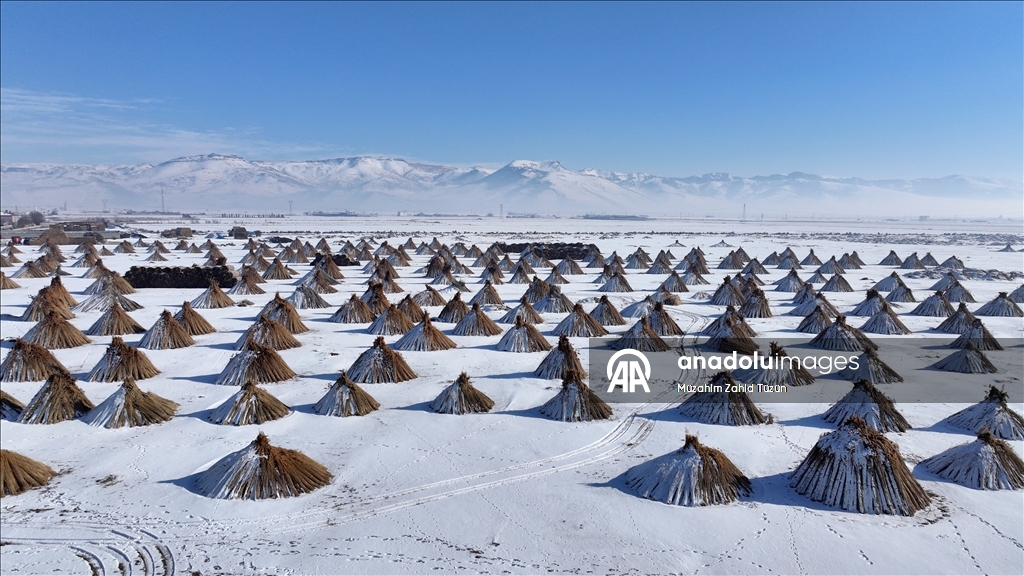 Soğuk havaya rağmen Sultan Sazlığı'nda kamış hasadı yapıyorlar