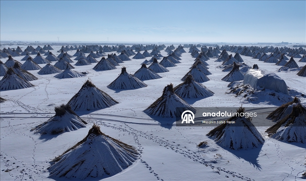 Soğuk havaya rağmen Sultan Sazlığı'nda kamış hasadı yapıyorlar