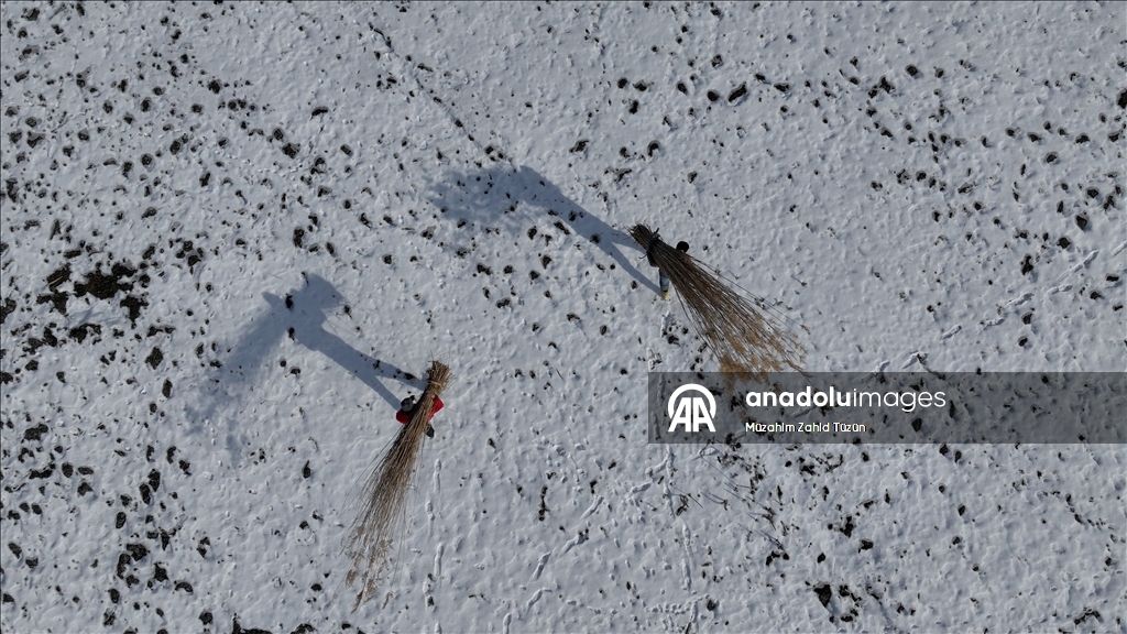 Soğuk havaya rağmen Sultan Sazlığı'nda kamış hasadı yapıyorlar