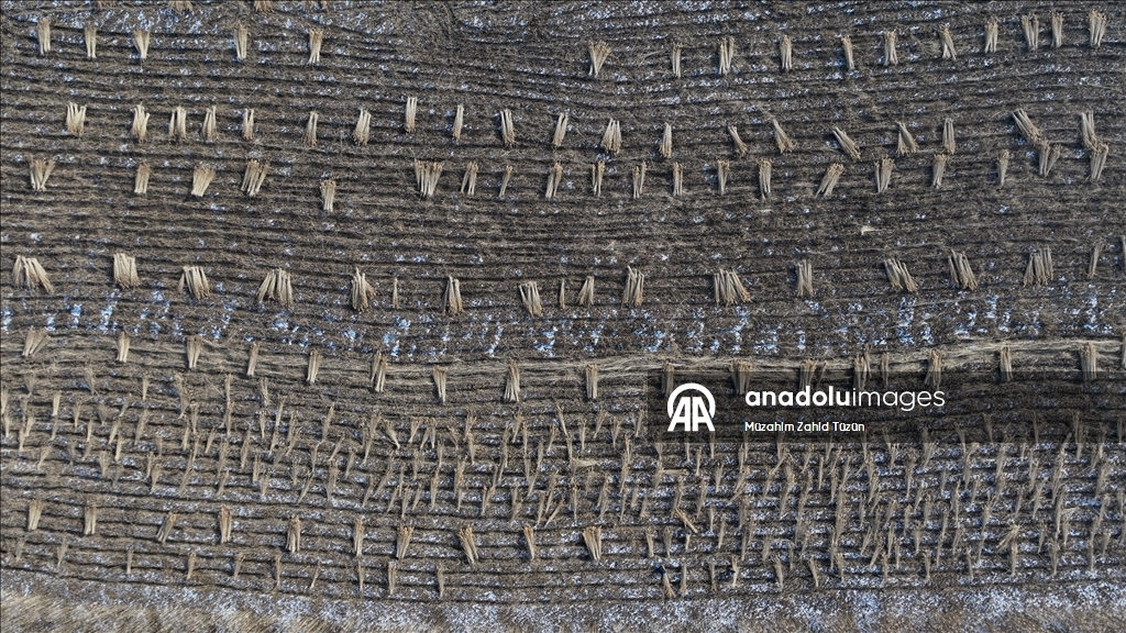 Soğuk havaya rağmen Sultan Sazlığı'nda kamış hasadı yapıyorlar