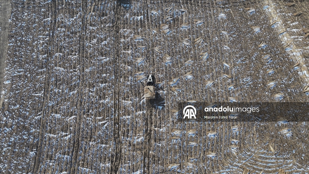 Soğuk havaya rağmen Sultan Sazlığı'nda kamış hasadı yapıyorlar