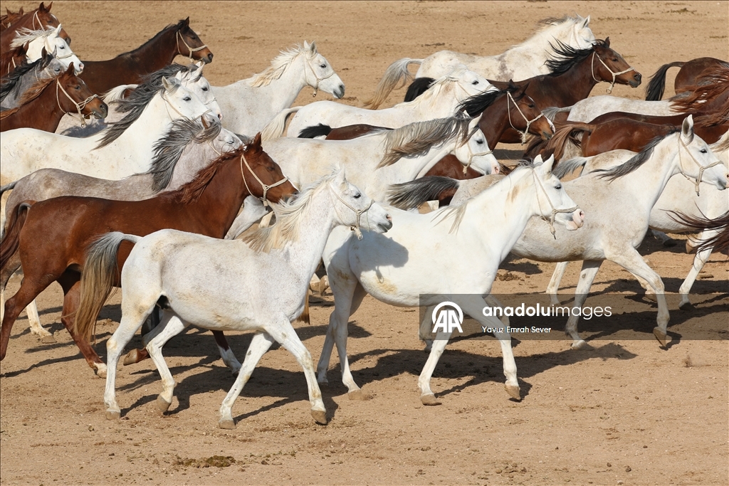 Anadolu Tarım İşletmesi'nde yetiştirilen taylardan 120'sinin bu yıl satılması planlanıyor