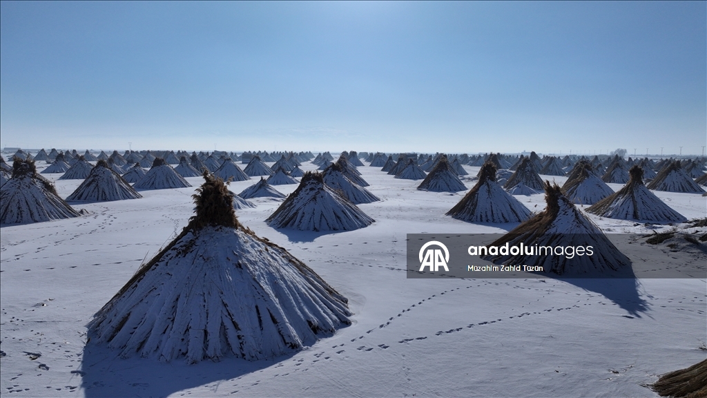 Soğuk havaya rağmen Sultan Sazlığı'nda kamış hasadı yapıyorlar