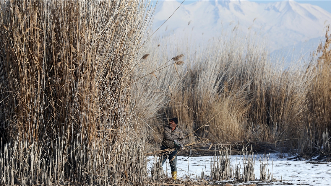 Soğuk havaya rağmen Sultan Sazlığı'nda kamış hasadı yapıyorlar
