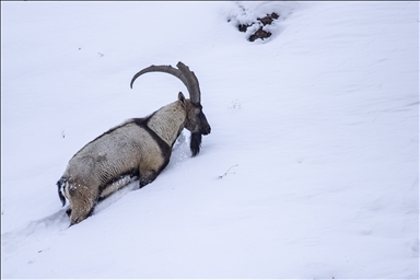 Фотографы и документалисты отслеживают диких козлов в сельской местности Тунджели