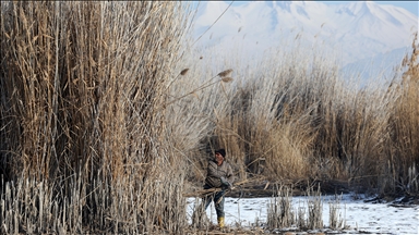Soğuk havaya rağmen Sultan Sazlığı'nda kamış hasadı yapıyorlar