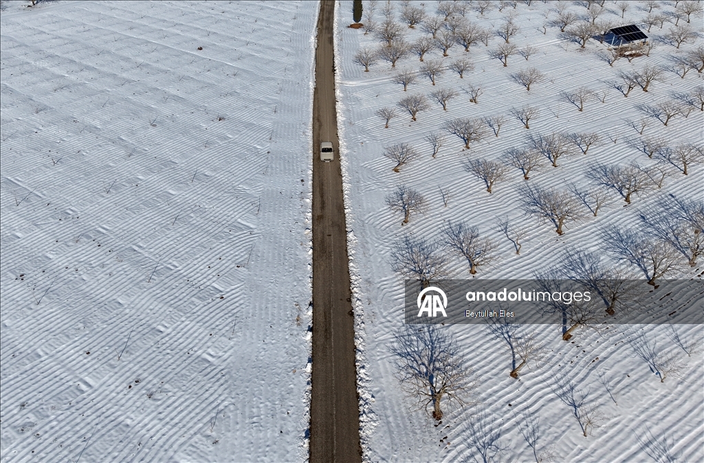 Gaziantep’teki Barak Ovası’nda fıstık bahçeleri karla kaplandı