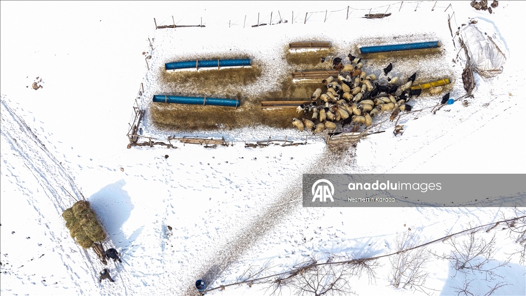 Li deverên gundewar yên ku ji berf û seqem li wan bi bandor e jiyan dijwar e