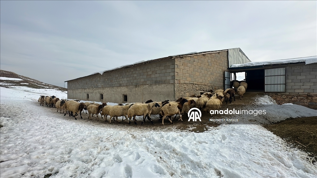 Li deverên gundewar yên ku ji berf û seqem li wan bi bandor e jiyan dijwar e