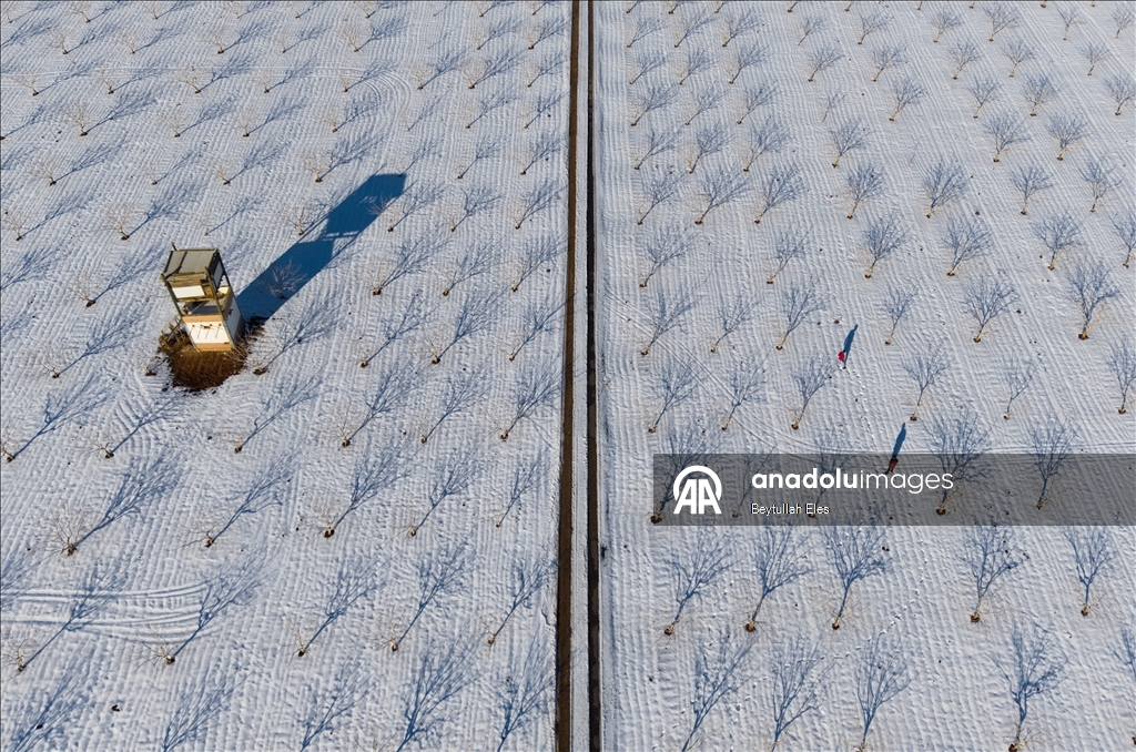 Gaziantep’teki Barak Ovası’nda fıstık bahçeleri karla kaplandı