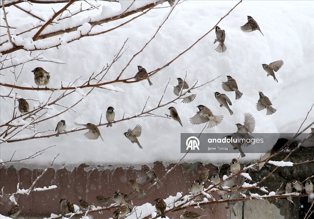 Bitlis'te kar yağışı