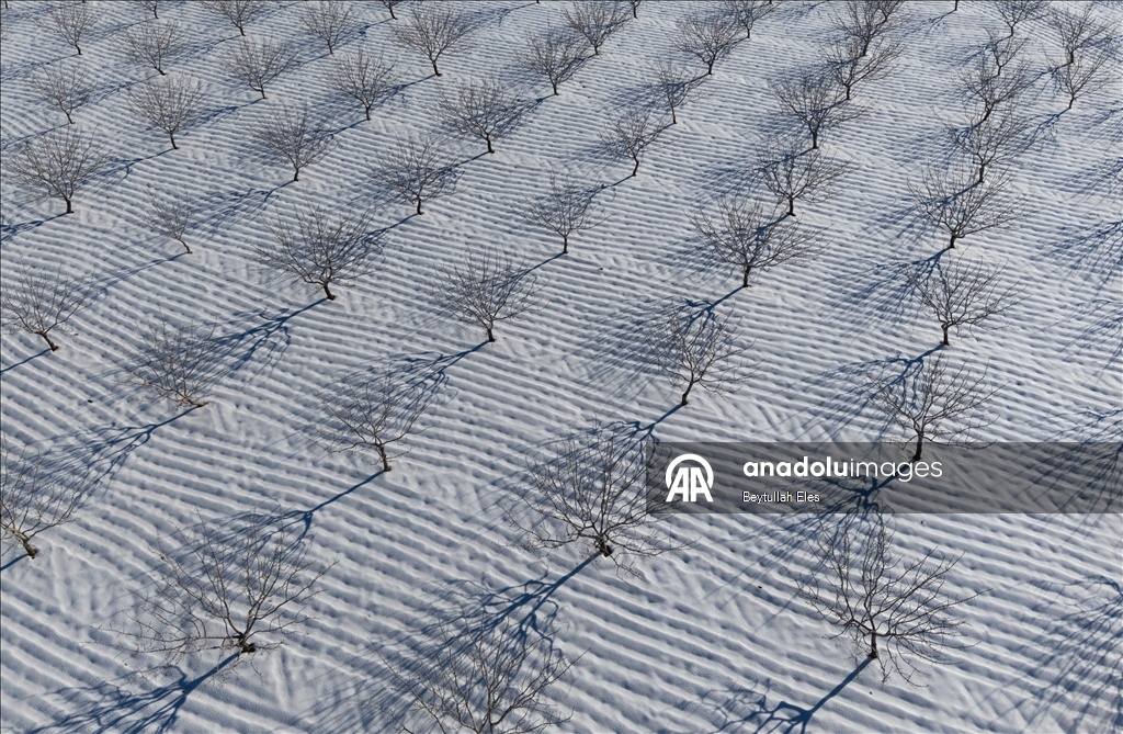 Gaziantep’teki Barak Ovası’nda fıstık bahçeleri karla kaplandı