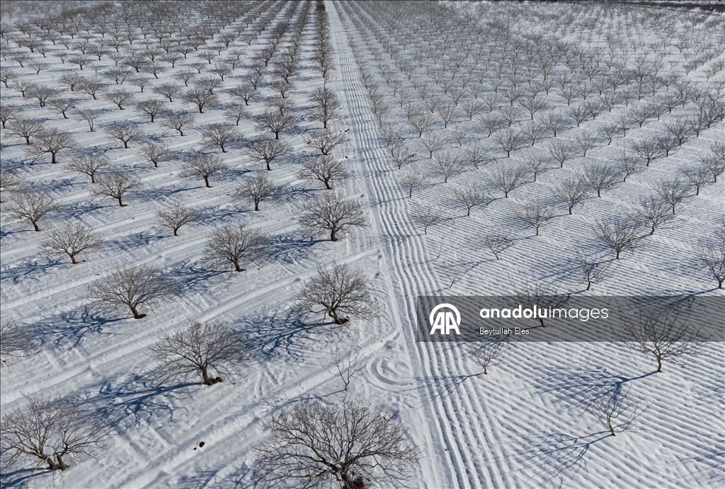 Gaziantep’teki Barak Ovası’nda fıstık bahçeleri karla kaplandı