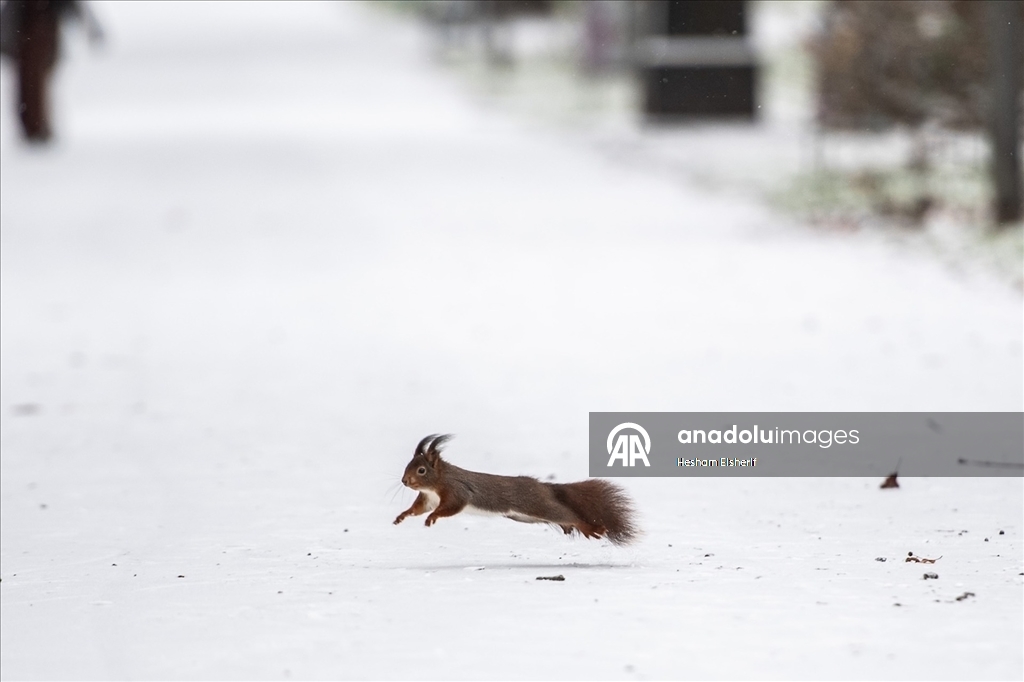Almanya'da soğuk hava etkilisini sürdürüyor