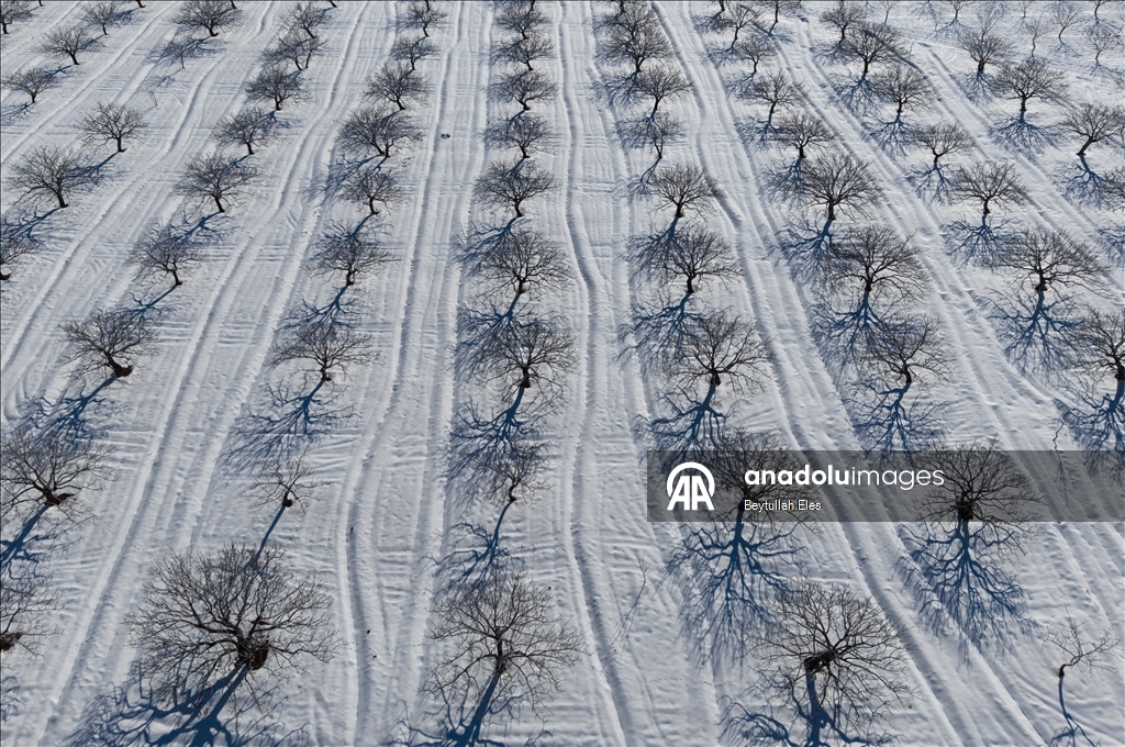 Gaziantep’teki Barak Ovası’nda fıstık bahçeleri karla kaplandı