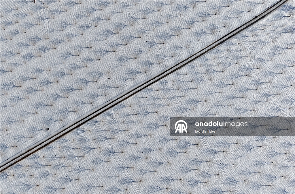 Gaziantep’teki Barak Ovası’nda fıstık bahçeleri karla kaplandı