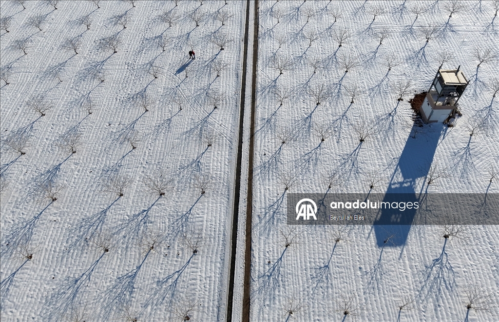 Gaziantep’teki Barak Ovası’nda fıstık bahçeleri karla kaplandı