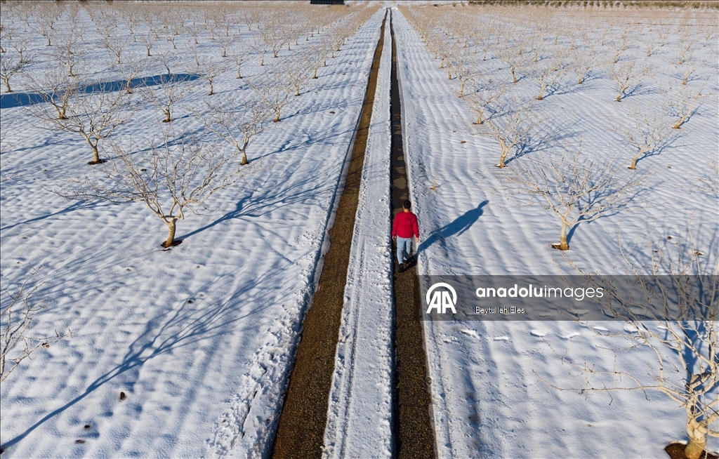 Gaziantep’teki Barak Ovası’nda fıstık bahçeleri karla kaplandı