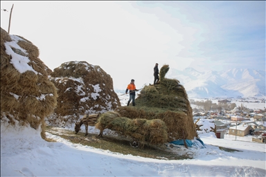 Li deverên gundewar yên ku ji berf û seqem li wan bi bandor e jiyan dijwar e
