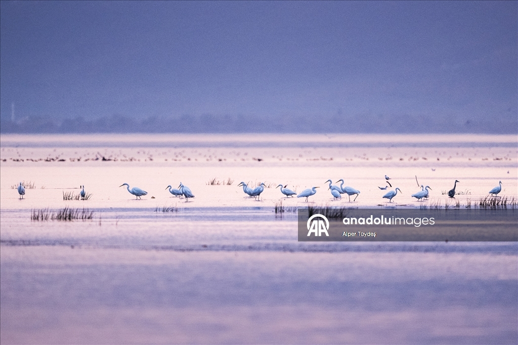 Uluabat Gölü’nde kışlayan balıkçıllar