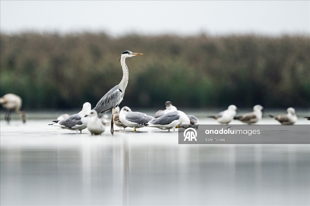 Uluabat Gölü’nde kışlayan balıkçıllar